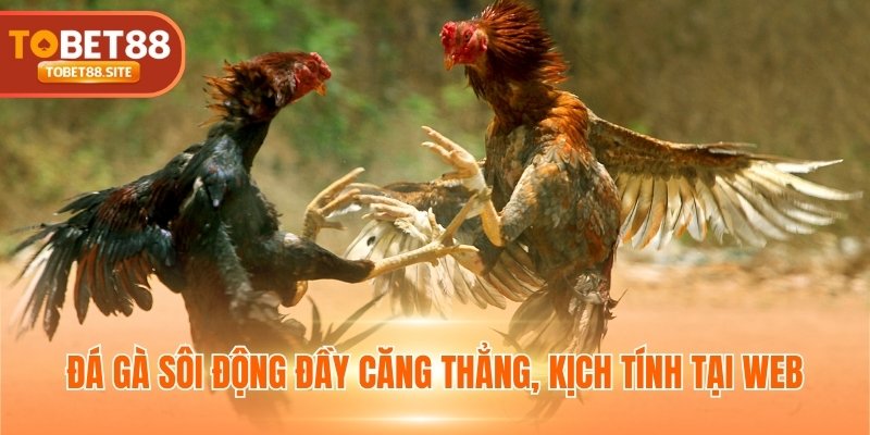 Đá gà sôi động đầy căng thẳng, kịch tính tại web